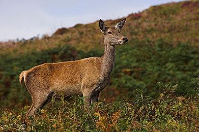 《死亡搁浅》PS5、PS5 Pro以及Xbox Series X|S画质对比